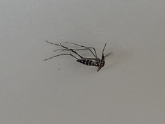 Aedes albopictus
