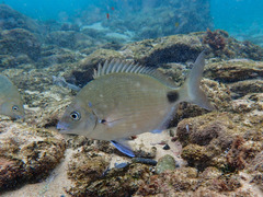 Diplodus