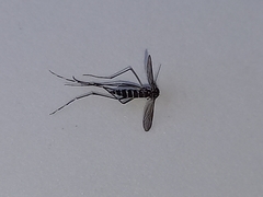 Aedes albopictus