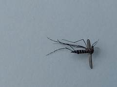 Aedes albopictus