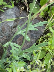 Papaver pinnatifidum image