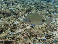 Diplodus