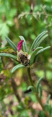 Apinae