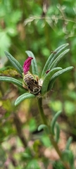 Apinae