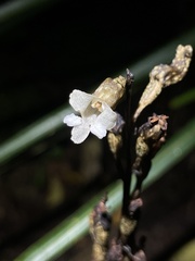 Gastrodia cunninghamii