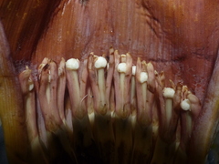 Ensete superbum