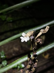Gastrodia cunninghamii