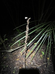 Gastrodia cunninghamii
