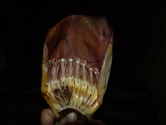 Ensete superbum