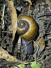 Powelliphanta traversi