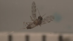 Culicoides