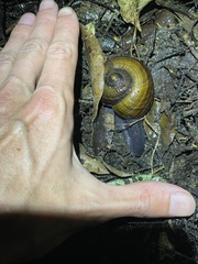 Powelliphanta traversi
