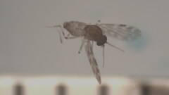 Culicoides