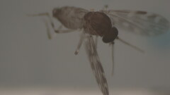 Culicoides