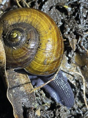 Powelliphanta traversi