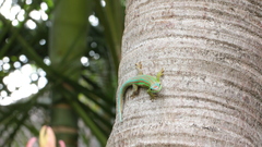 Phelsuma cepediana