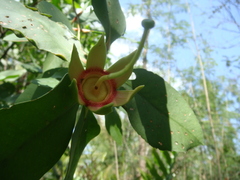 Sonneratia caseolaris