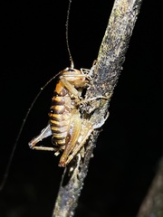 Hemiandrus