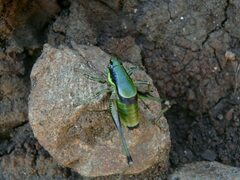 Eupholidoptera schmidti
