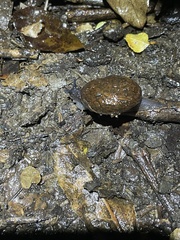 Rhytididae