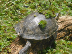 Trachemys dorbigni