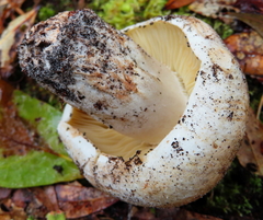 Russula dissimulans