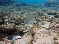 Diplodus