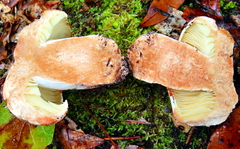 Russula dissimulans