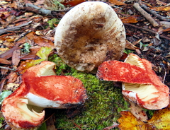 Russula dissimulans