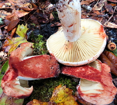 Russula dissimulans
