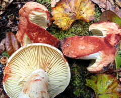 Russula dissimulans