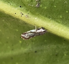 Diaphorina citri