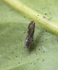 Diaphorina citri