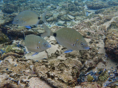 Diplodus