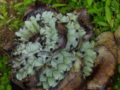 Ensete superbum