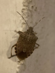 Halyomorpha halys