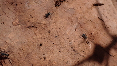 Liophrurillus flavitarsis