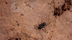 Liophrurillus flavitarsis