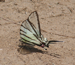 Protographium epidaus fenochionis