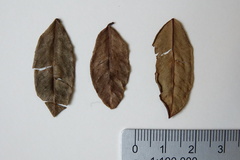 Dalbergia orientalis image