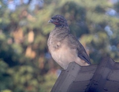 Ortalis poliocephala