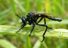 Dioctria atricapilla