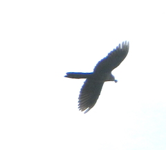 Rupornis magnirostris