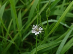 Stellaria alsine
