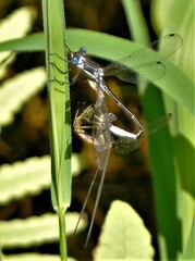Lestes