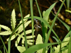 Lestes