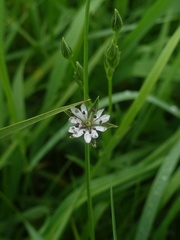 Stellaria alsine