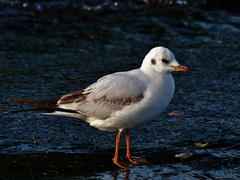 Chroicocephalus ridibundus