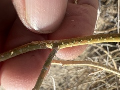 Psorothamnus polydenius