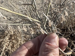 Psorothamnus polydenius